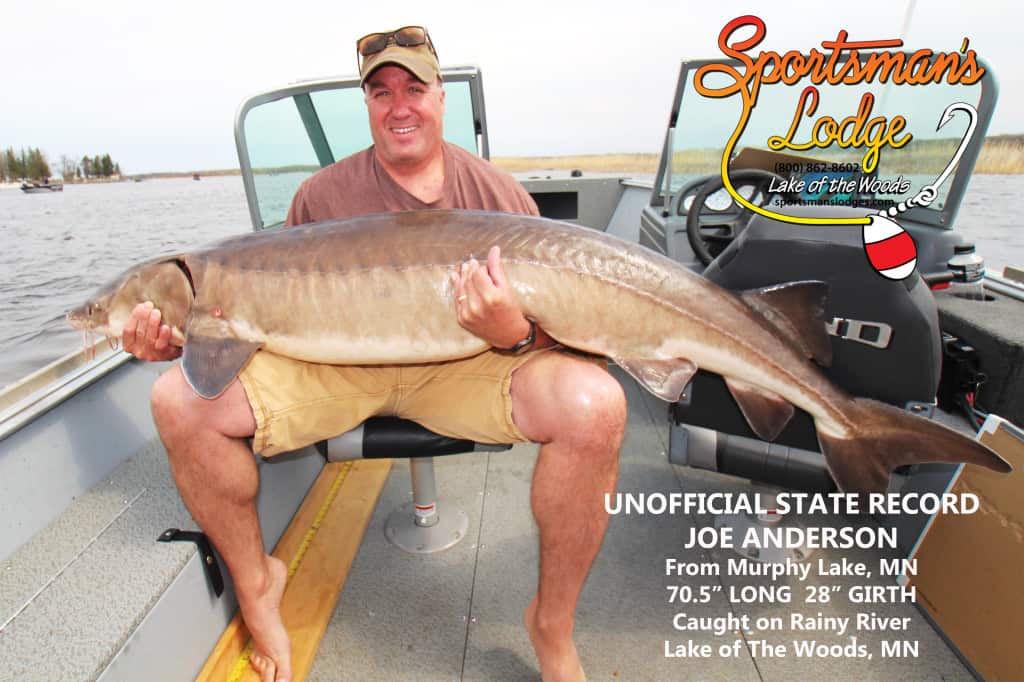 Joe Anderson 70.5 inch, 28 inch girth lake sturgeon caught on the Rainy River Lake of the Woods, MN at Sportsman's Lodge 5-6-2016